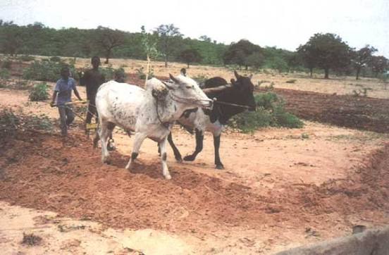 EARLY ACTION SAVES ANIMAL PRODUCTION FROM FAILURE